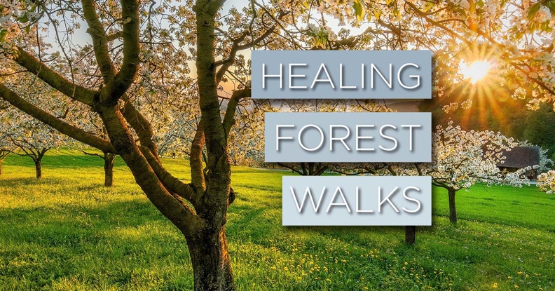 Healing Forest Walk