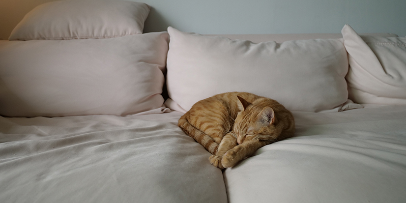 Hospice Volunteer makes pet owners dying wish come true