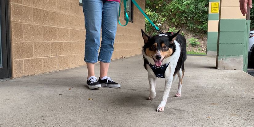 Peace of Mind for Pet Owners in Hospice Care